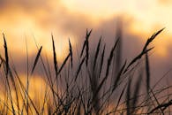 五颜六色的日落天空下，小麦草的美丽剪影捕捉了夏天的宁静本质