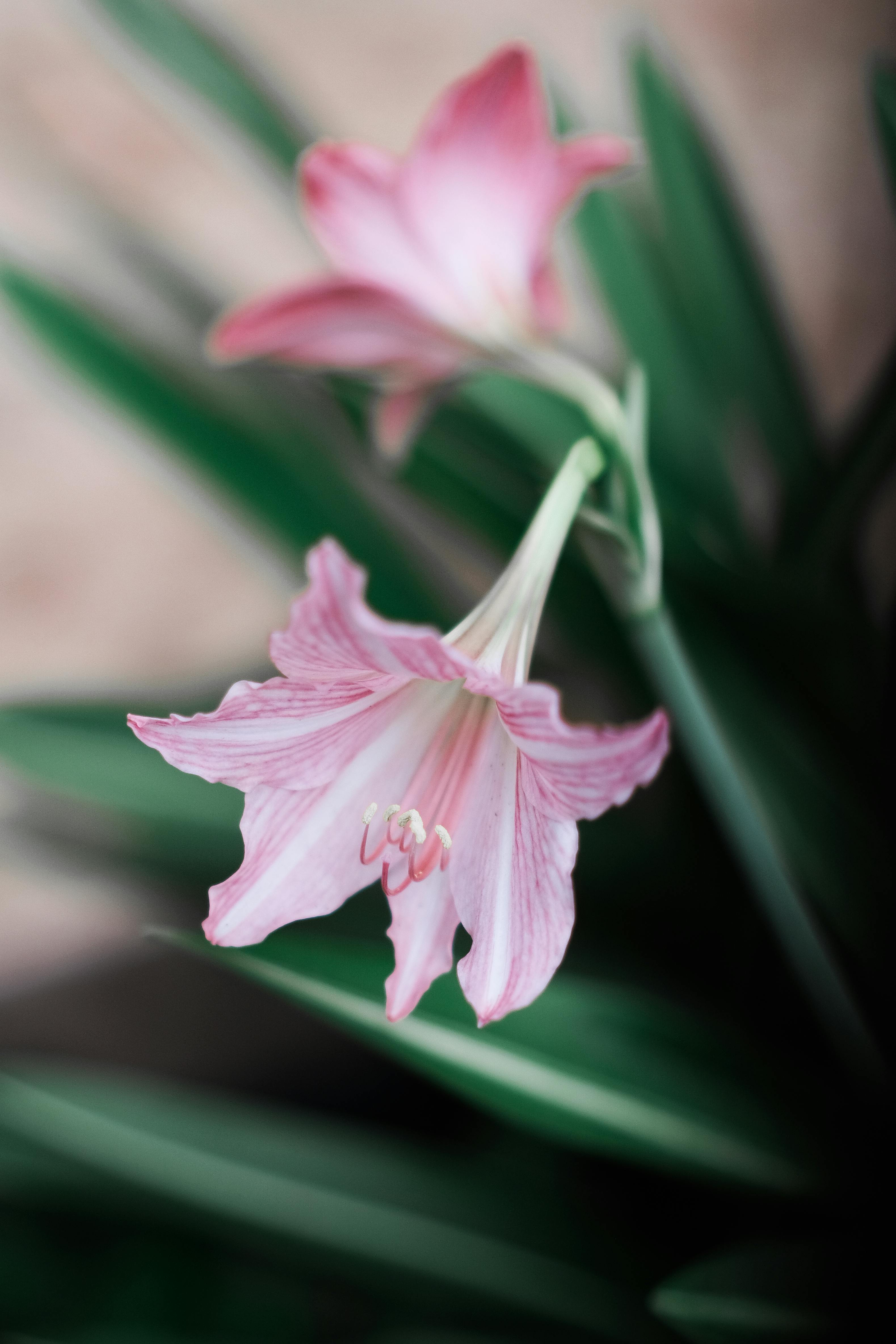 Close-up of Pink Naked Lady Lily · Free Stock Photo