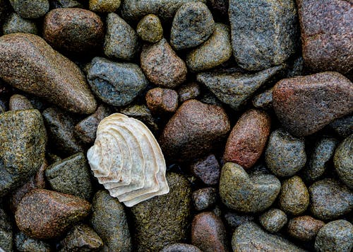 Close-up of a Shell between Pebbles on the Beach 