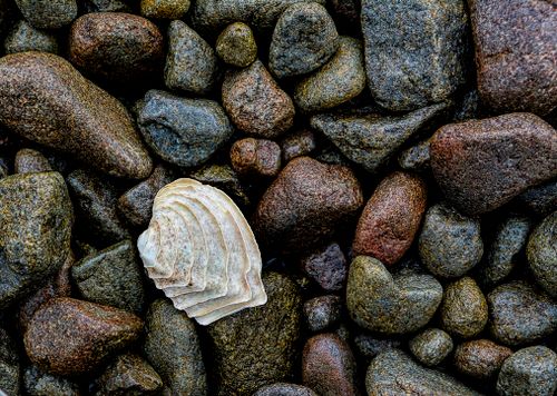 Free Detailed view of a seashell nestled among smooth, multicolored pebbles on a beach. Stock Photo