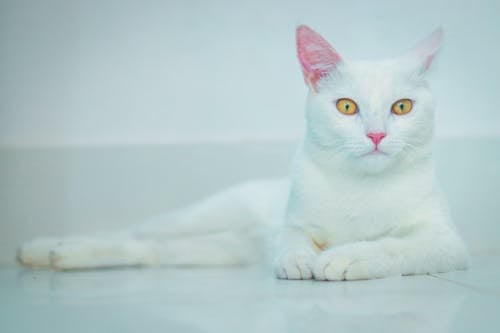 Ilmainen kuvapankkikuva tunnisteilla eläin, kissa, kissanpentu