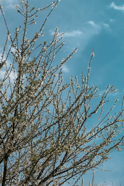 Immagine gratuita di albero, bocciolo, fiori