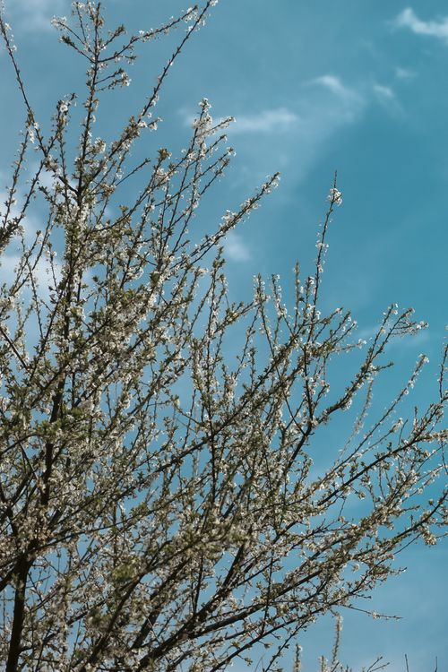 Free A tree with blooming branches under a clear blue sky, capturing the essence of spring. Stock Photo