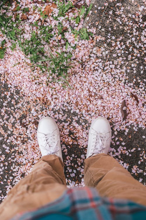 Imagine de stoc gratuită din flori, fotografiere verticală, măcinare