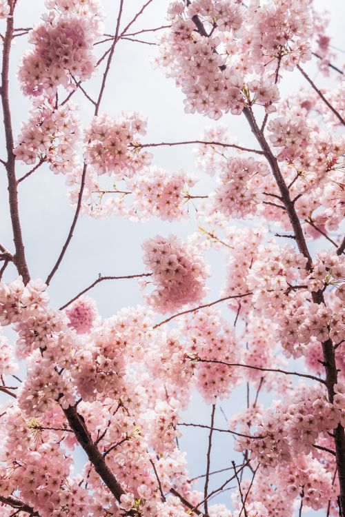 Free Delicate cherry blossoms in full bloom against a spring sky. Stock Photo