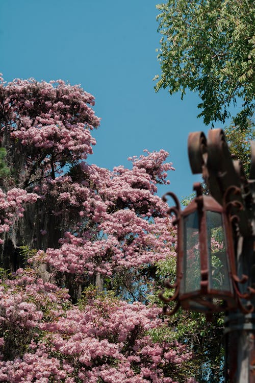 Pink Cherry Tree in Spring