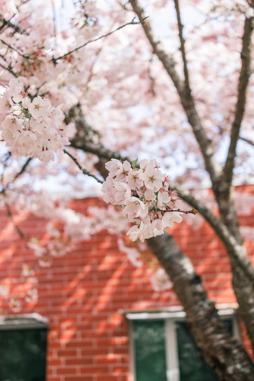 Foto stok gratis cabang, musim semi, pertumbuhan