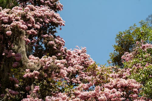 Безкоштовне стокове фото на тему «весна, дерева, заводи»