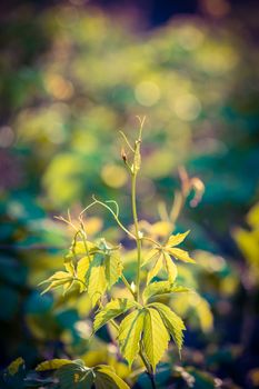 fresh young green leaves spring