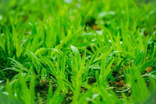 Lush Foliage in Dew