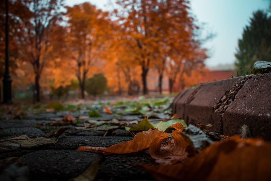 Vibrant autumn foliage and fallen leaves in a scenic park setting.