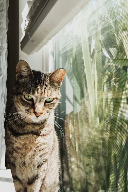 Free Close-up of a tabby cat enjoying the warmth of sunlight streaming through a window. Stock Photo