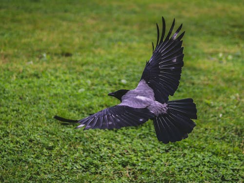Free Crow Flying Above Green Grass Field Stock Photo
