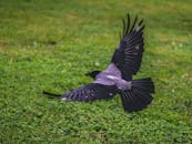 Crow Flying Above Green Grass Field