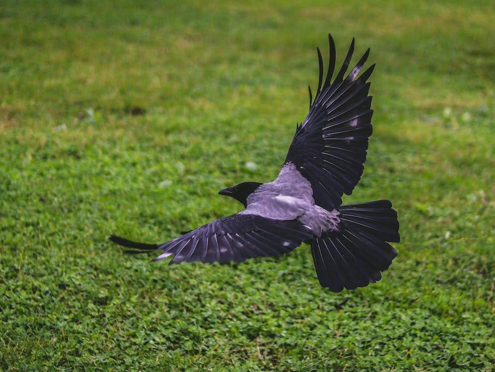 a flying crow