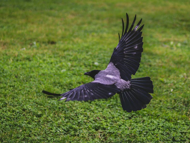 Crow Flying Above Green Grass Field