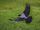 flying crow