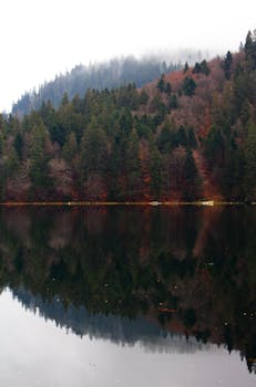 雾湖倒映着宁静的森林，捕捉到大自然的静谧之美