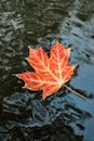 纹理丰富的水面上，鲜红的枫叶优雅地漂浮，捕捉到了秋天的精髓