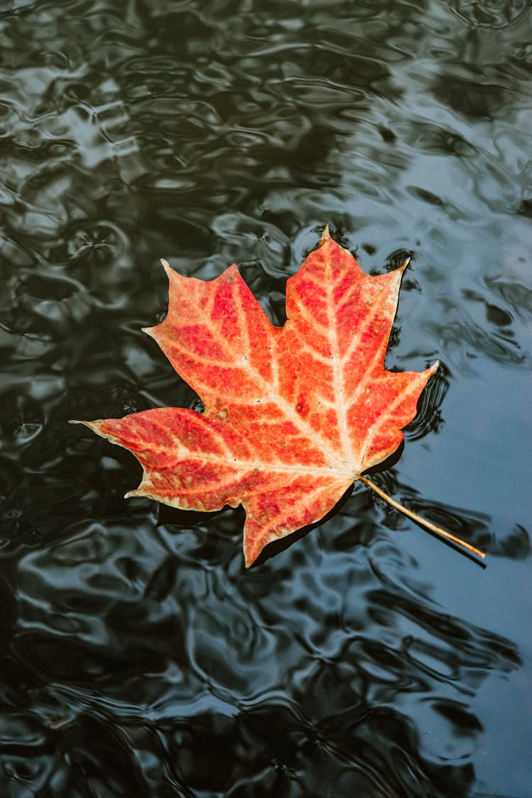 Red Maple Leaf On Water