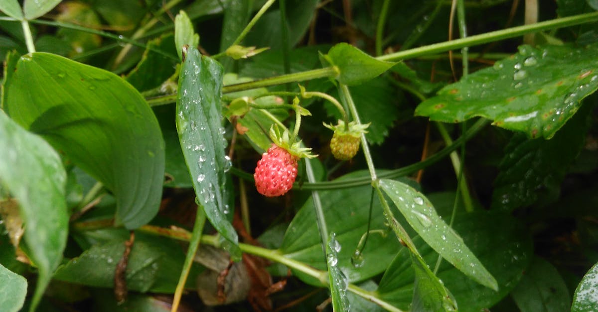 Free stock photo of wild strawberry