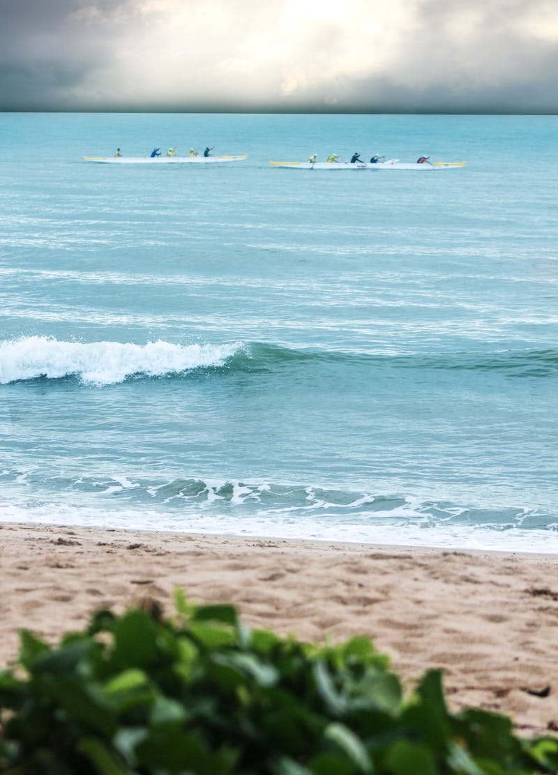 Maharashtra Chickpea Fields