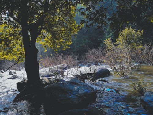 Free Peaceful winter scene showcasing a river flowing through trees and rocks, captured in daylight. Stock Photo