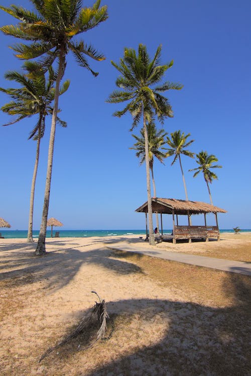 해변 근처 코코넛 나무