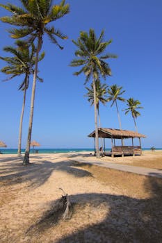 Green Coconut Palm Beside Seashore Under Blue Calm Sky ... - 233 x 350 jpeg 14kB