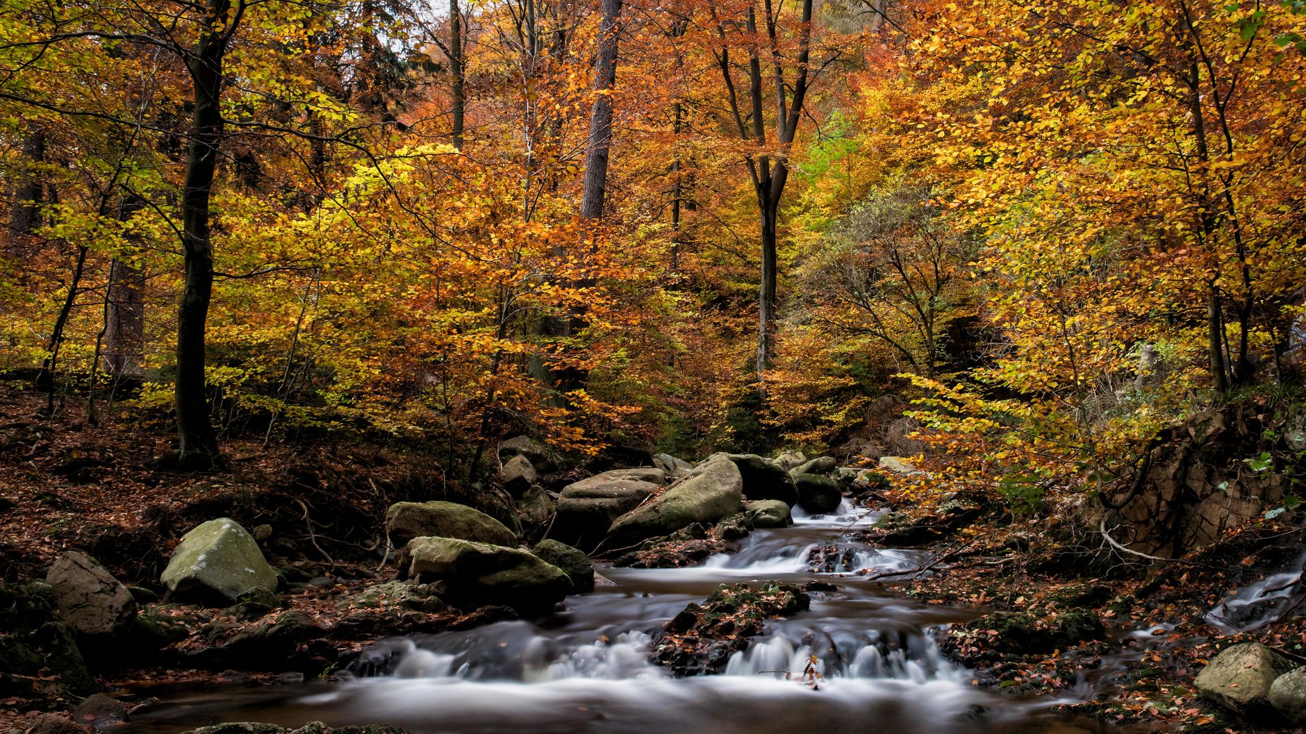 Peaceful autumn scene with a flowing stream in Goslar's vibrant forest.