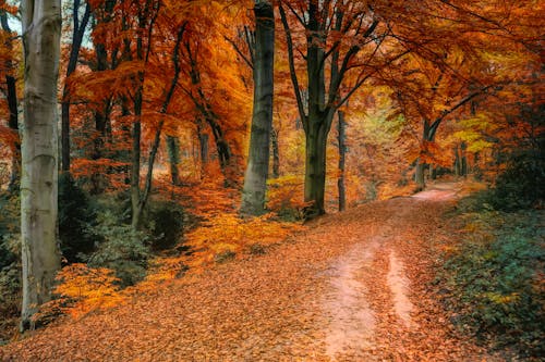 秋天的树木照片