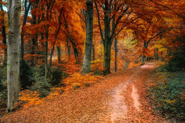 Rudens miškas