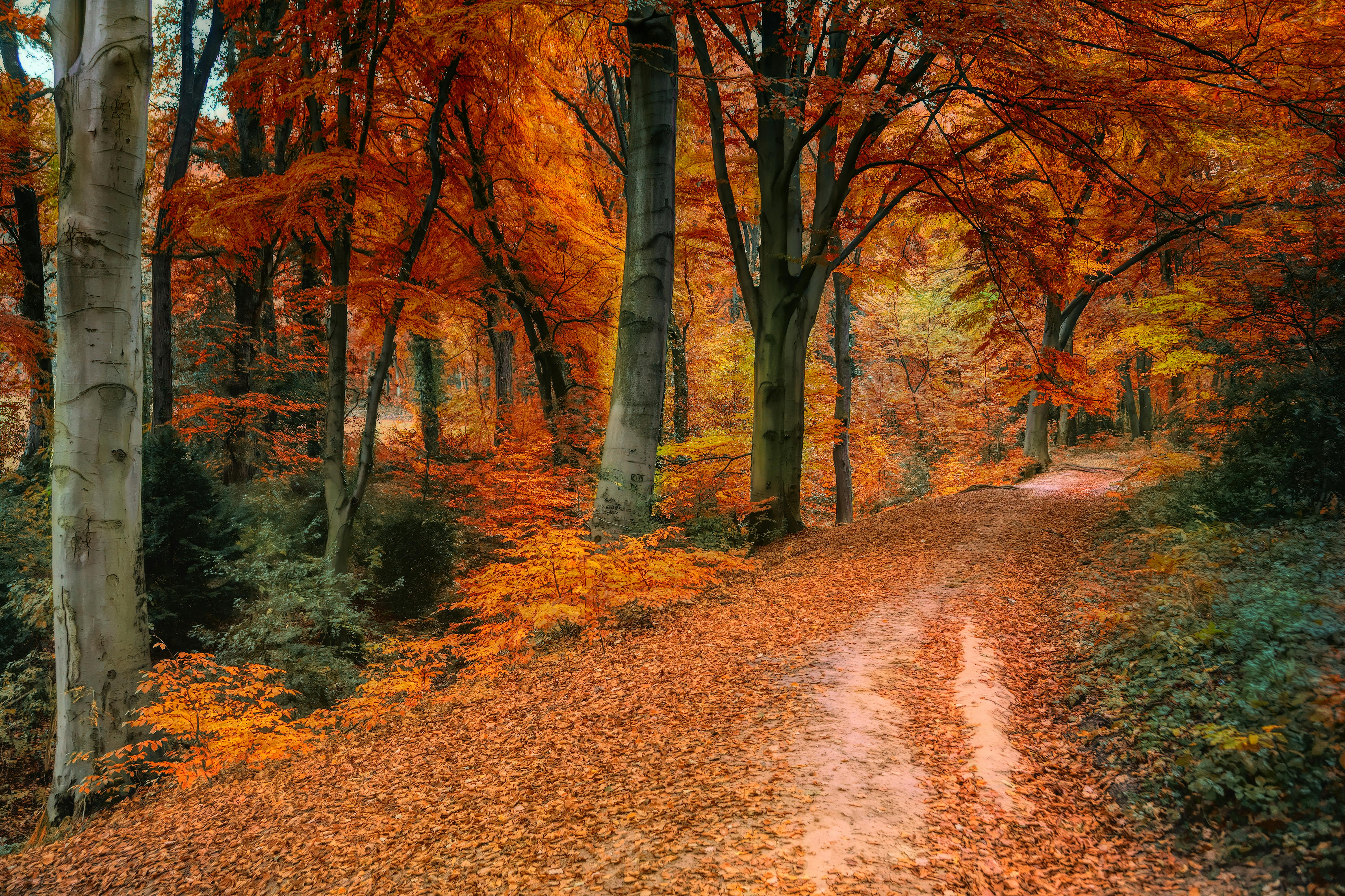 Photo of Trees During Fall · Free Stock Photo