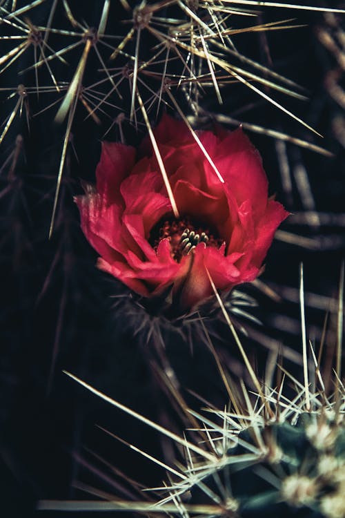 Flower of Mojave Mound Cactus