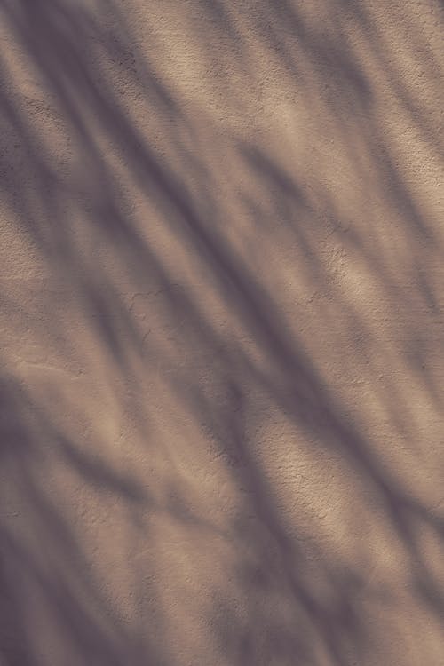 Branches Shadows on White Wall