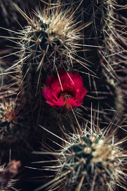 Mojave Mound Cactus