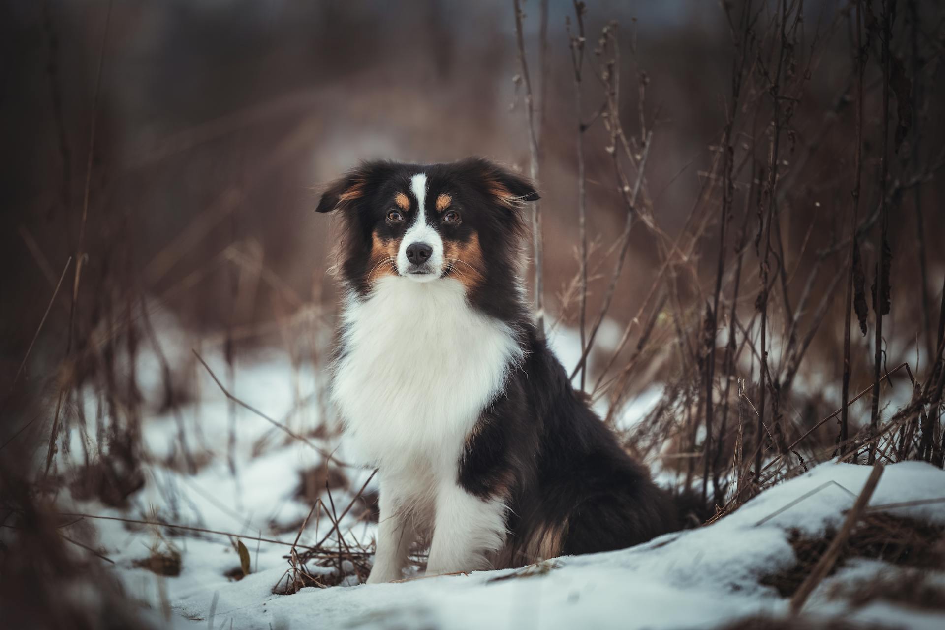 Australiensisk herdehund i snön