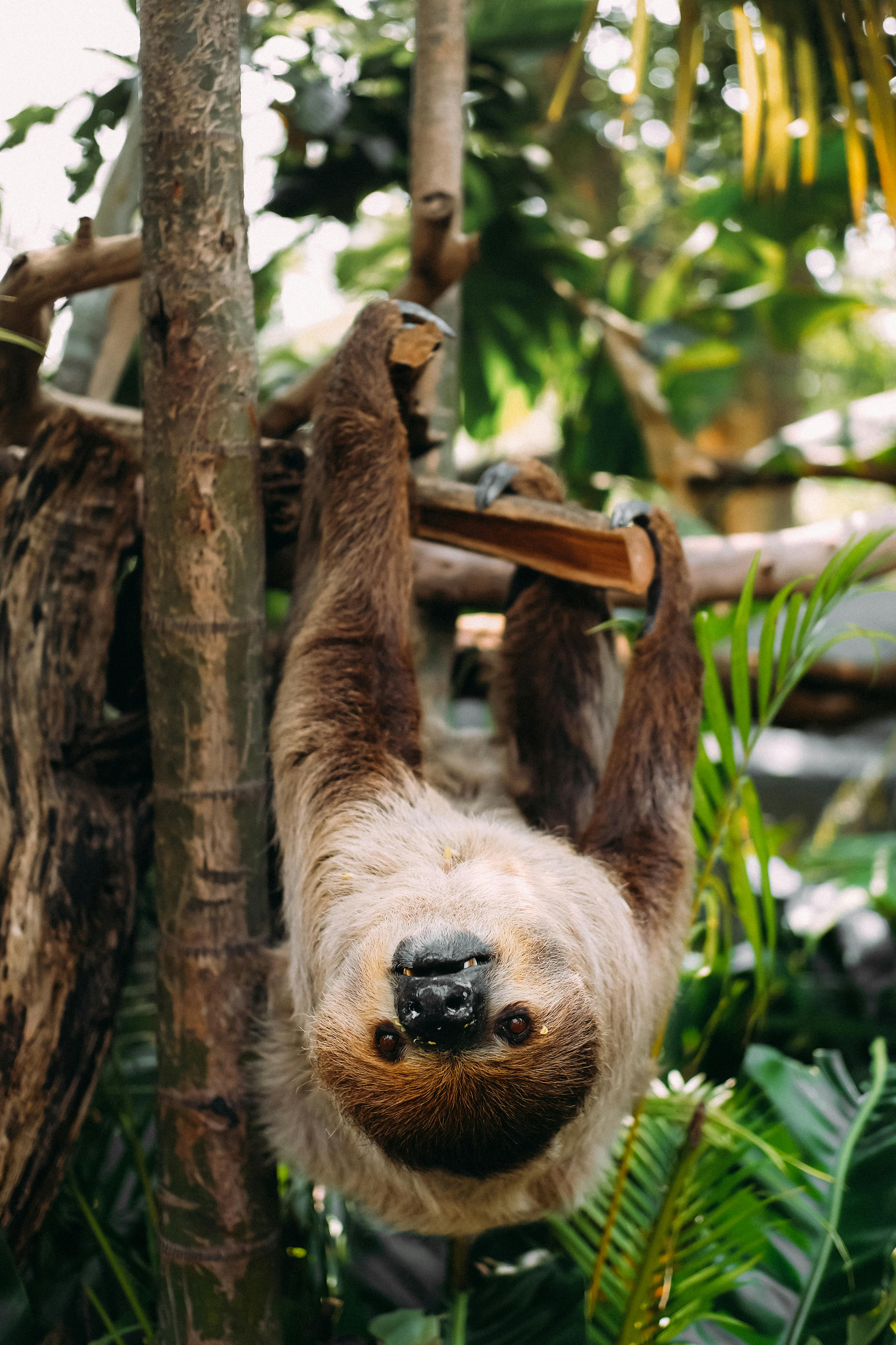 Sloth Hanging on Tree · Free Stock Photo