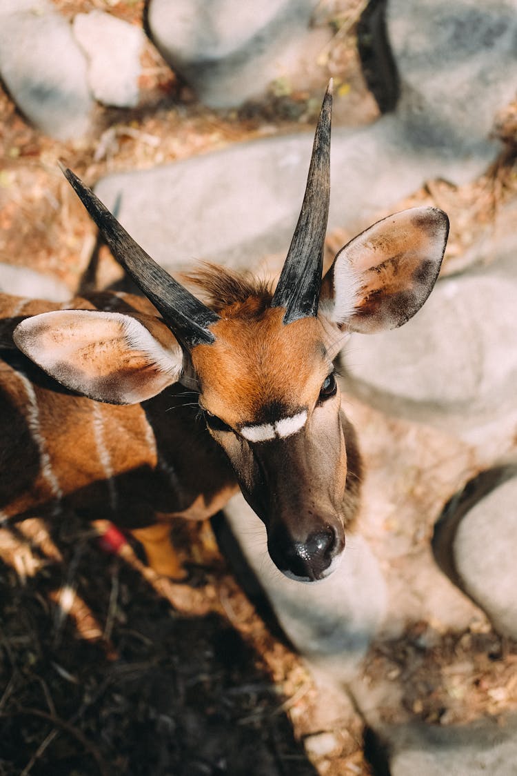 Head Of Antelope