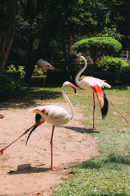 Foto stok gratis burung-burung, diterangi matahari, fotografi binatang