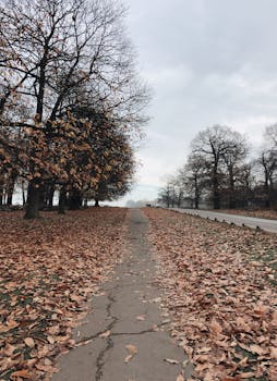 在风景如画的大伦敦公园，探索一条落叶覆盖的宁静秋季小径