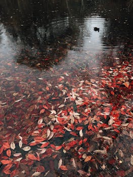 在宁静的伦敦秋季公园里，活泼的红叶漂浮在反光的池塘上