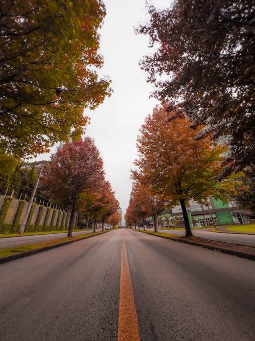 Trees around Empty Street in Autumn
