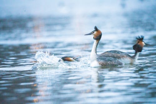 Close-up of Great Crested Grebes in Water