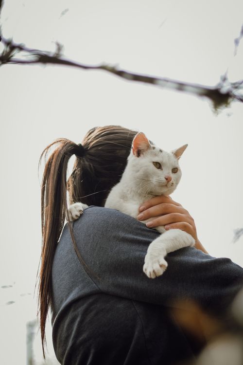Free White cat held by woman outdoors, showcasing affection and serenity. Stock Photo