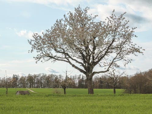 Fotos de stock gratuitas de árbol, campo, césped