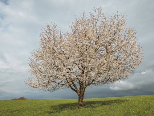 Photos gratuites de arbre, campagne, Ciel sombre