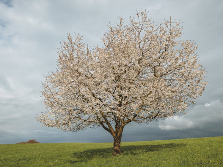 A Cherry Blossom Tree On A Grass Field Under A Dark Sky 