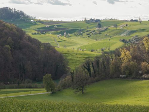 Free Aerial view of serene green hills, trees, and fields in a spring landscape, offering peaceful scenery. Stock Photo