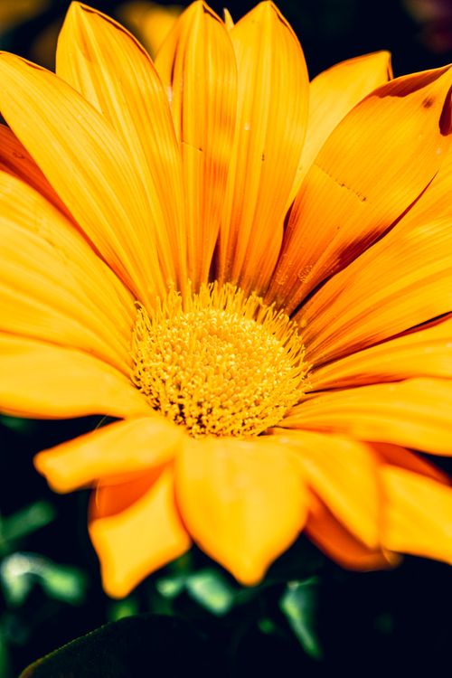 Free Stunning close-up of a bright yellow flower with detailed petals and stamens. Stock Photo